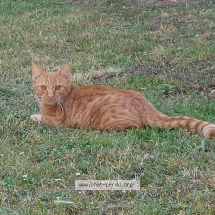 Photo 1/1 RIO Chat lost in Reims