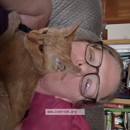 Photo 1/1 Parmesean Chat lost in Ovid