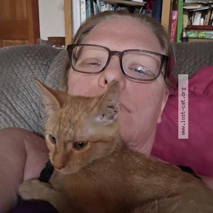 Photo 1/1 Parmesean Cat lost in Ovid