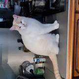 Picture of cat lost at Anglure Sous Dun