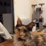 Picture of cat lost at Ladern Sur Lauquet