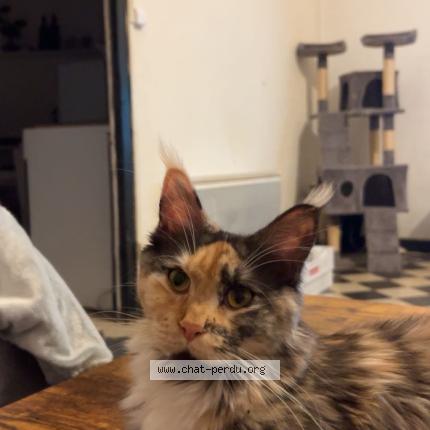 Photo 1/1 June Chat lost in Ladern sur lauquet