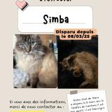 Picture of cat lost at Cambrai