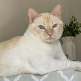 Picture of cat lost at Genas