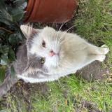 Picture of cat found at Fouesnant