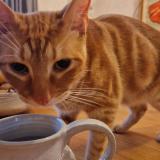 Picture of cat found at Sours