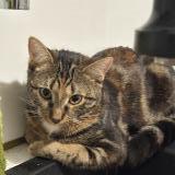 Picture of cat lost at Corbeil Essonnes 91100