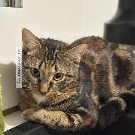 Photo 1/1 Moka Chat lost in Corbeil essonnes 91100