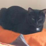 Picture of cat lost at Saint Etienne Du Rouvray