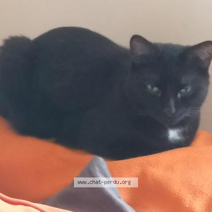 Photo 1/1 Milord Chat lost in Saint etienne du rouvray