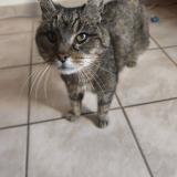 Picture of cat found at Aigrefeuille D Aunis