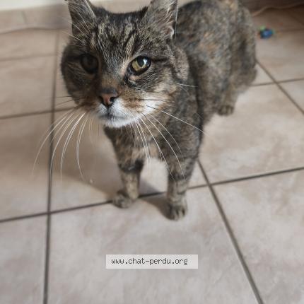 Photo 1/3 Found cat Found in Aigrefeuille d aunis