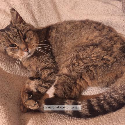 Photo 2/3 Found cat Found in Aigrefeuille d aunis