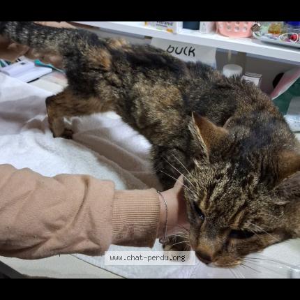 Photo 3/3 Found cat Found in Aigrefeuille d aunis