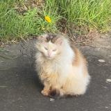 Picture of cat found at Chateau Gonthier