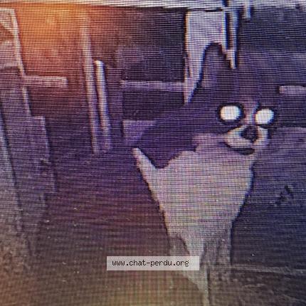 Photo 1/1 Found cat Found in Venissieux