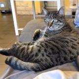 Picture of cat lost at Pierrevert