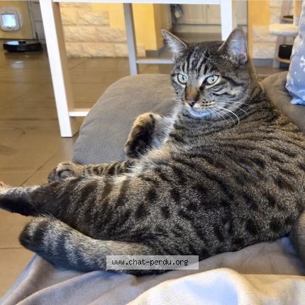 Photo 1/1 Yoda Chat lost in Pierrevert