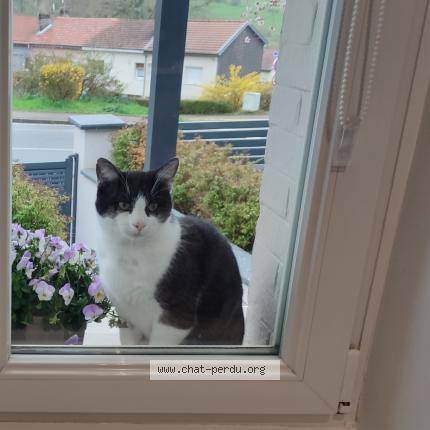 Photo 1/1 Found cat Found in Chavigny