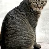 Picture of cat lost at Paris