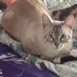 Picture of cat lost at Tournefeuille