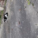 Picture of cat found at Lens