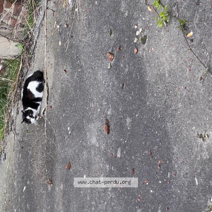 Photo 1/2 Found cat Found in Lens