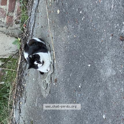 Photo 2/2 Found cat Found in Lens