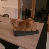 Picture of cat lost at Musieges