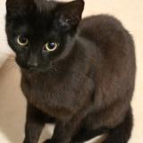 Picture of cat found at Limoges