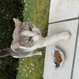Picture of cat found at Creon
