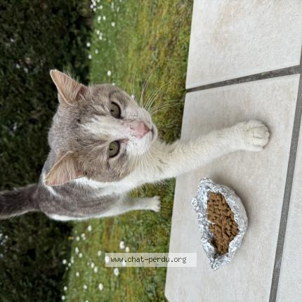 Photo 1/1 Found cat Found in Creon