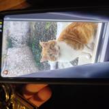 Picture of cat found at Lille