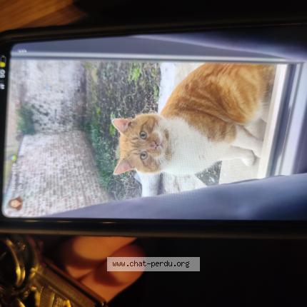 Photo 1/1 Found cat Found in Lille