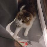 Picture of cat lost at Castanet Tolosan