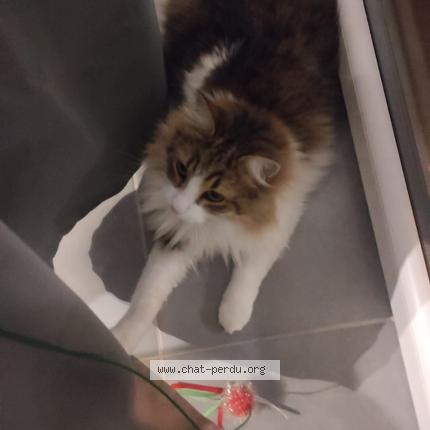 Photo 1/1 Booby Chat lost in Castanet tolosan