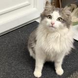 Picture of cat found at La Ronde