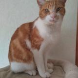 Picture of cat lost at Ols Et Rinhodes