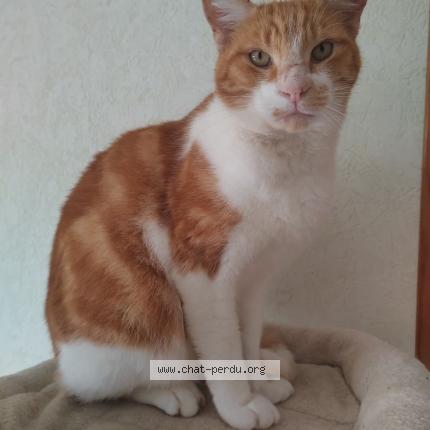 Photo 1/1 Confetti Chat lost in Ols et rinhodes