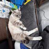 Picture of cat lost at Saint Avit Saint Nazaire