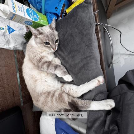 Photo 1/1 Plume Chat lost in Saint avit saint nazaire