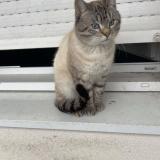 Picture of cat lost at Saint Sebastien Sur Loire