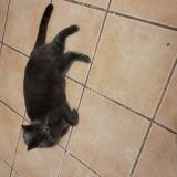 Picture of cat lost at Vitrolles