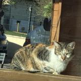 Picture of cat found at Abondant