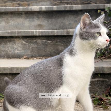 Photo 1/1 Kiva Chat lost in Salechan