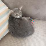 Picture of cat lost at Madrid