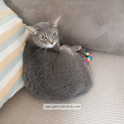 Photo 1/1 Hony Chat lost in Madrid