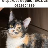 Picture of cat lost at Saint Martin D Heres