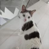 Picture of cat lost at Saint Philibert