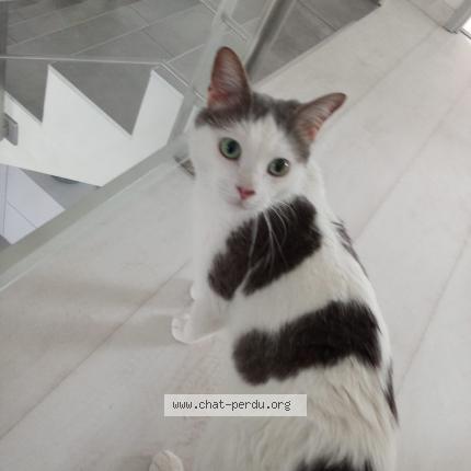 Photo 1/1 Amé Chat lost in Saint philibert